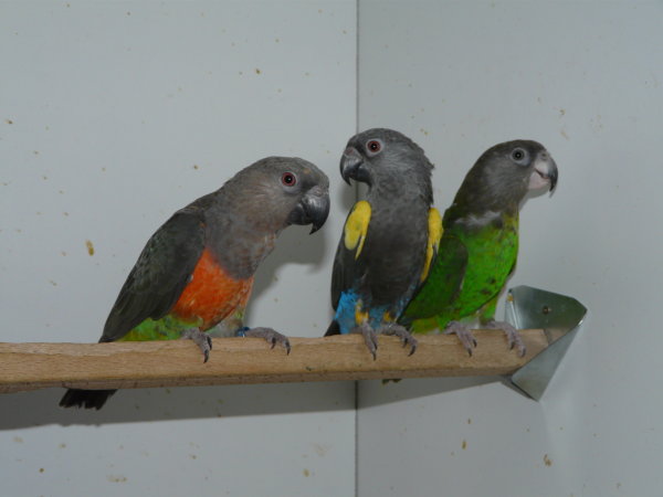 Papageien